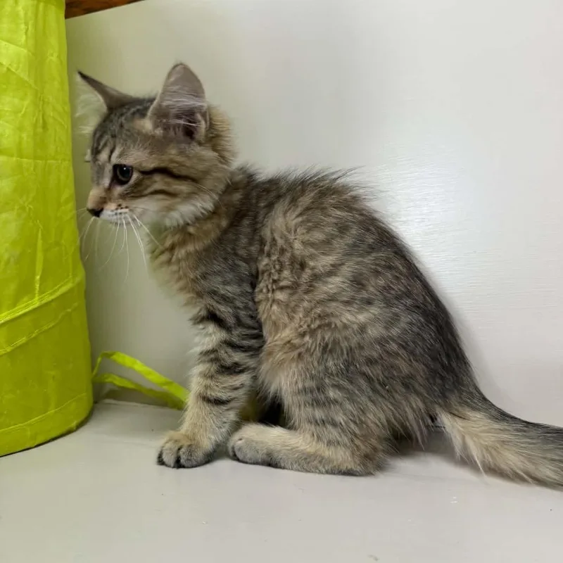 A baby small-sized male Brown / Chocolate Domestic Medium Hair cat named Pepper for adoption in West Point, MS
