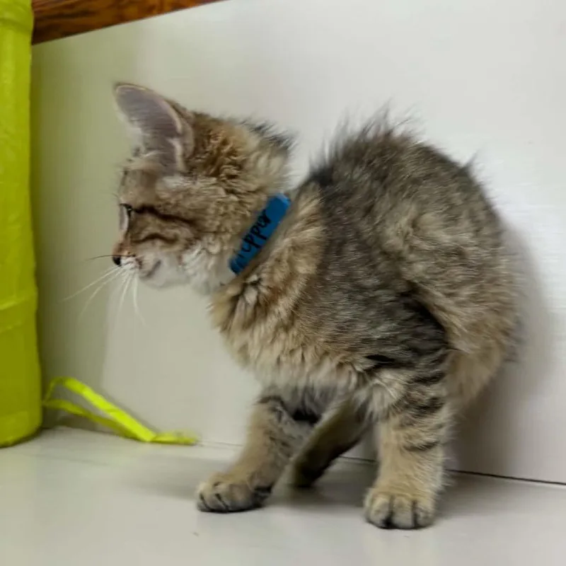 Pepper thumbnail 2