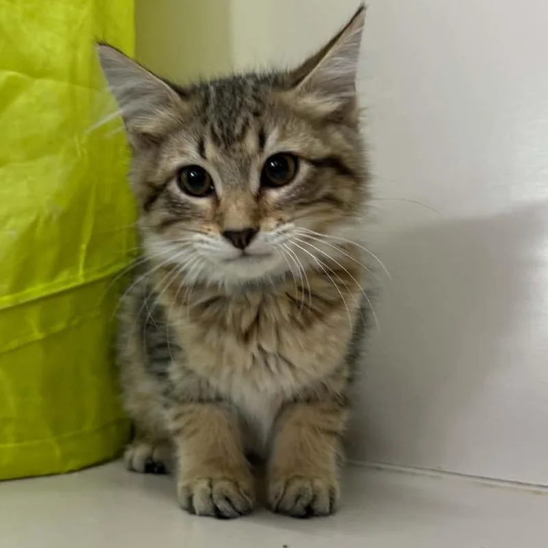 Pepper thumbnail 4