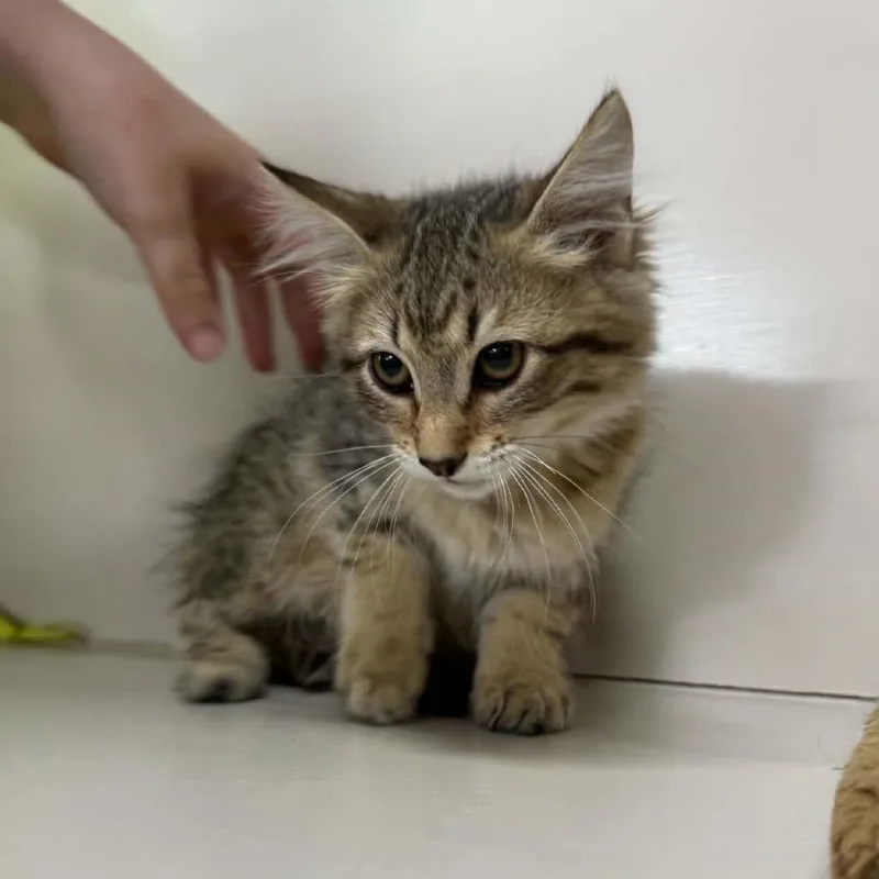 Pepper thumbnail 5