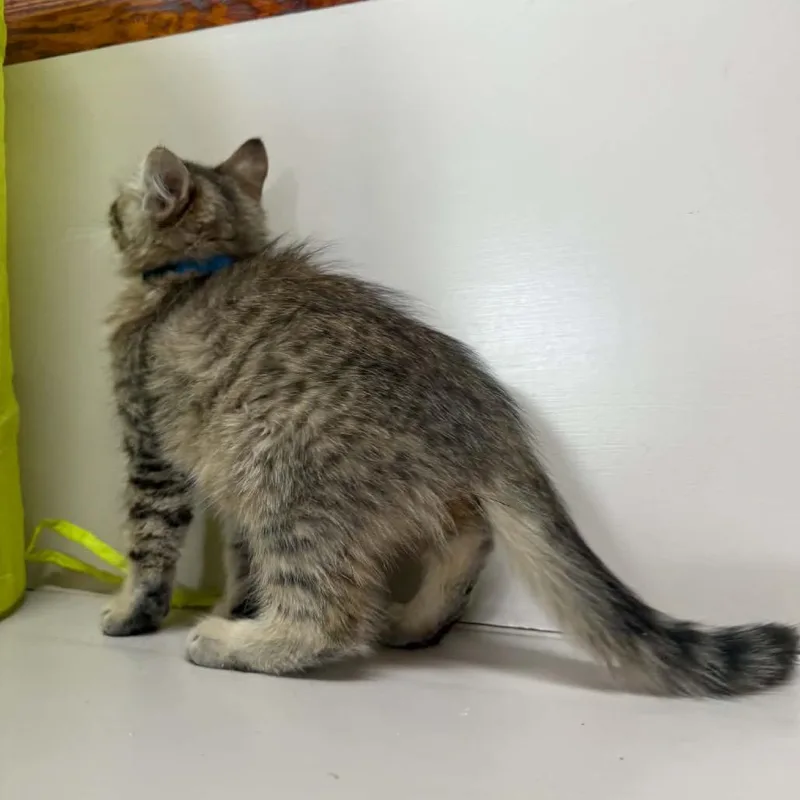 Pepper thumbnail 6
