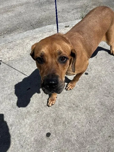 An adult large-sized female Terrier dog named Luna for adoption in Miami, FL