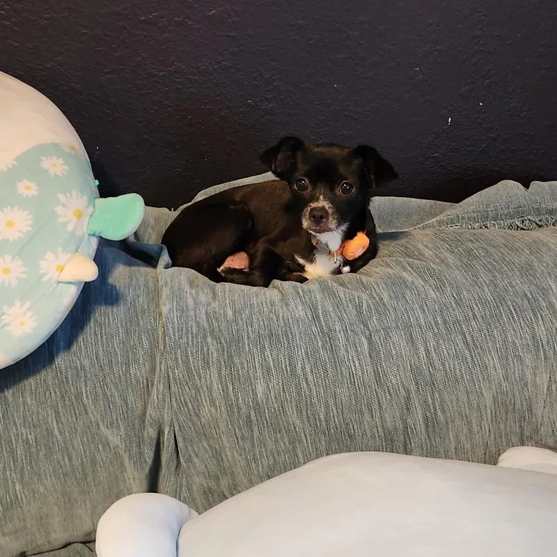 An adult small-sized female Black Chihuahua dog named Mamacita for adoption in Houston, TX