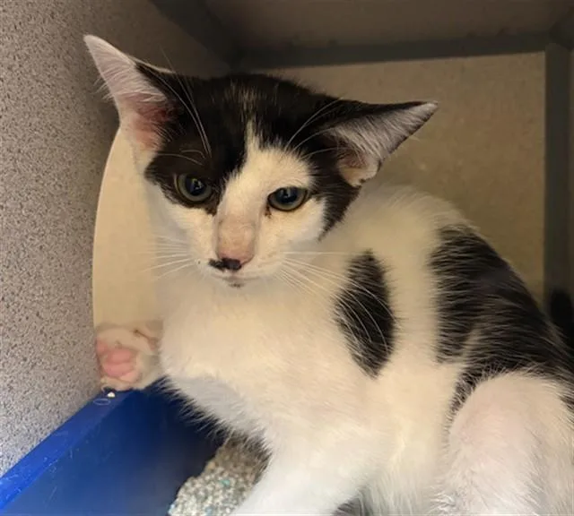 A baby small-sized male Domestic Short Hair cat named Vincent for adoption in Aliquippa, PA