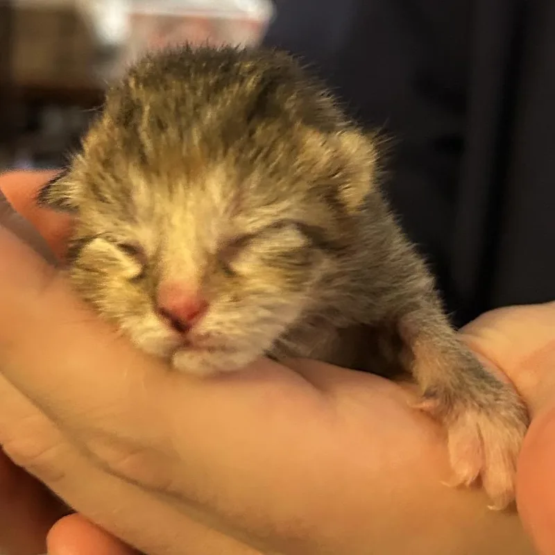 A baby small-sized female Gray / Blue / Silver Domestic Short Hair cat named Janis Joplin for adoption in Corydon, IN