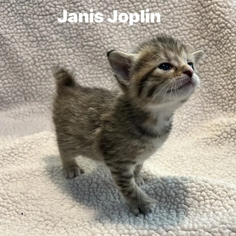 Janis Joplin thumbnail 2