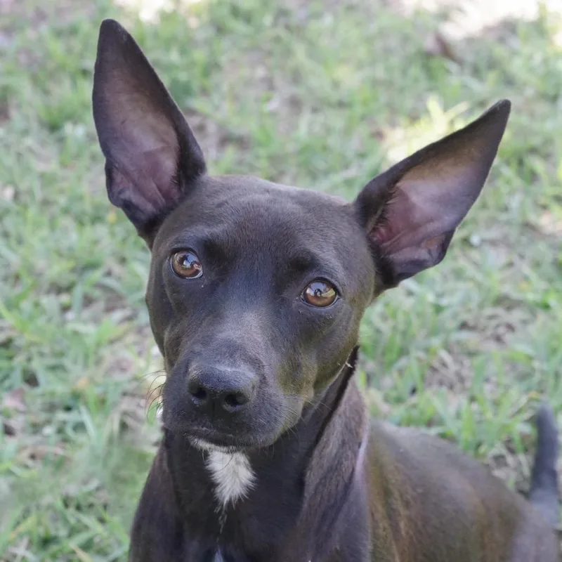 An adult medium-sized female Black Terrier dog named Rosalina for adoption in Miami, FL