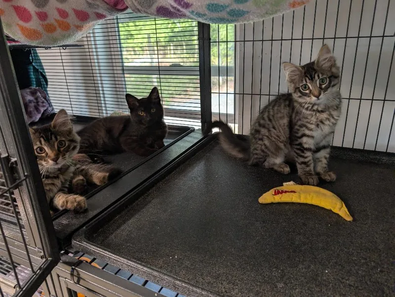 A baby medium-sized female Domestic Short Hair cat named Macaroni for adoption in Shelton, WA