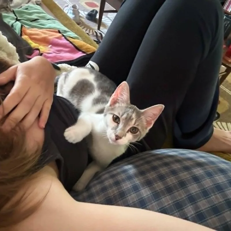 A young small-sized female Gray & White Domestic Short Hair cat named Civic for adoption in Logan, OH