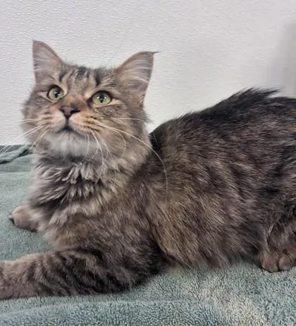 An adult medium-sized female Domestic Medium Hair cat named Sophia for adoption in Buffalo, MN