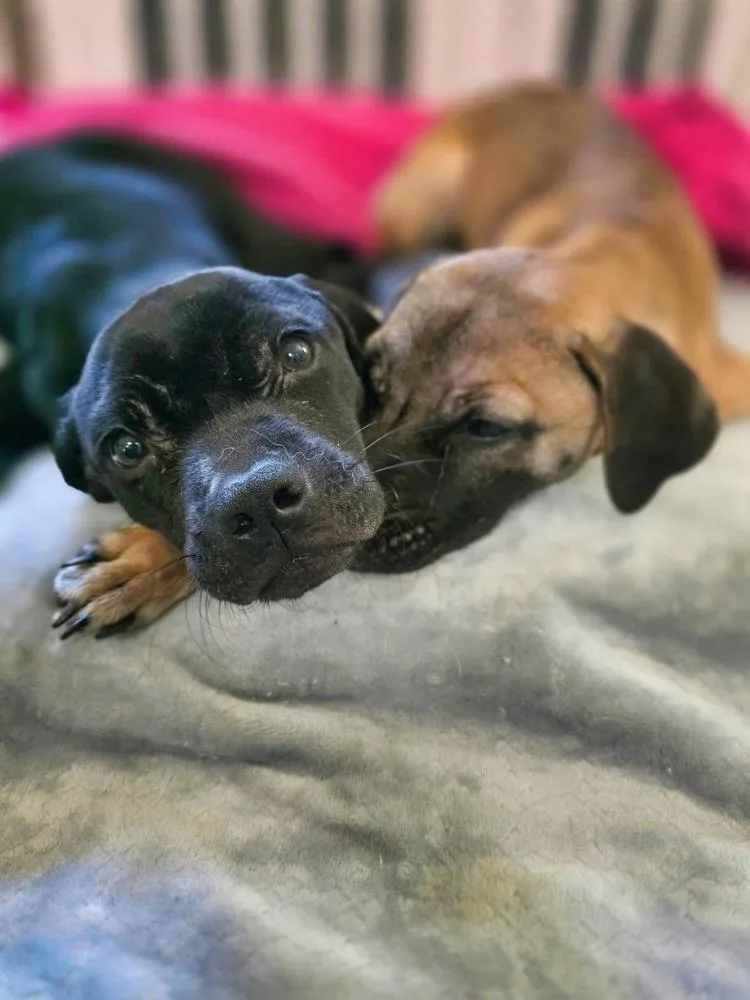 A baby medium-sized female Pit Bull Terrier dog named Amelia for adoption in Wake Forest, NC