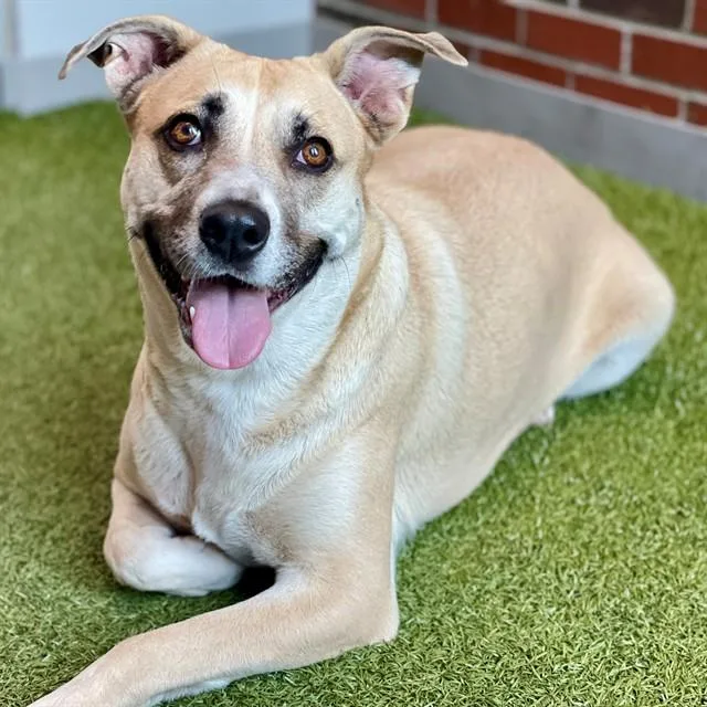 An adult large-sized female Mixed Breed dog named Joni for adoption in Edmond, OK