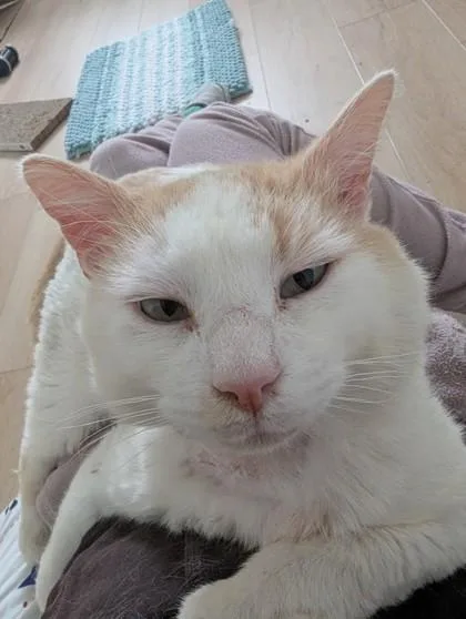 Gingie