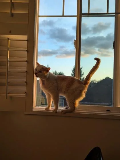 Gingie thumbnail 3
