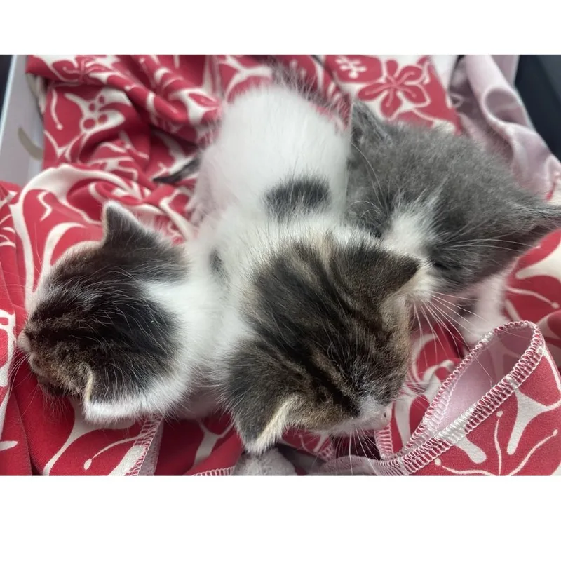 A baby medium-sized male Gray / Blue / Silver Domestic Short Hair cat named Hungry for adoption in Westminster, CA