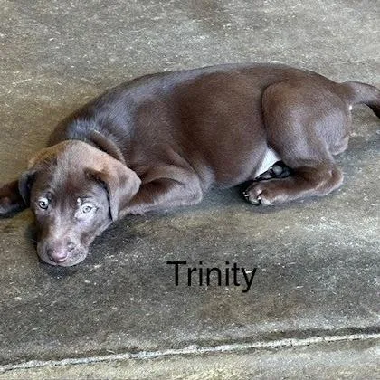 Trinity thumbnail 3