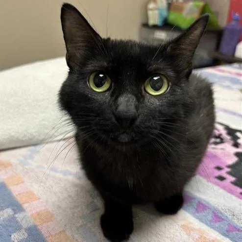 A young medium-sized female Black Domestic Short Hair cat named Raja for adoption in Tempe, AZ