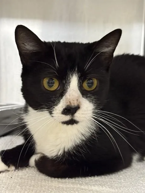 A young medium-sized female Domestic Short Hair cat named Luna for adoption in Upper Marlboro, MD