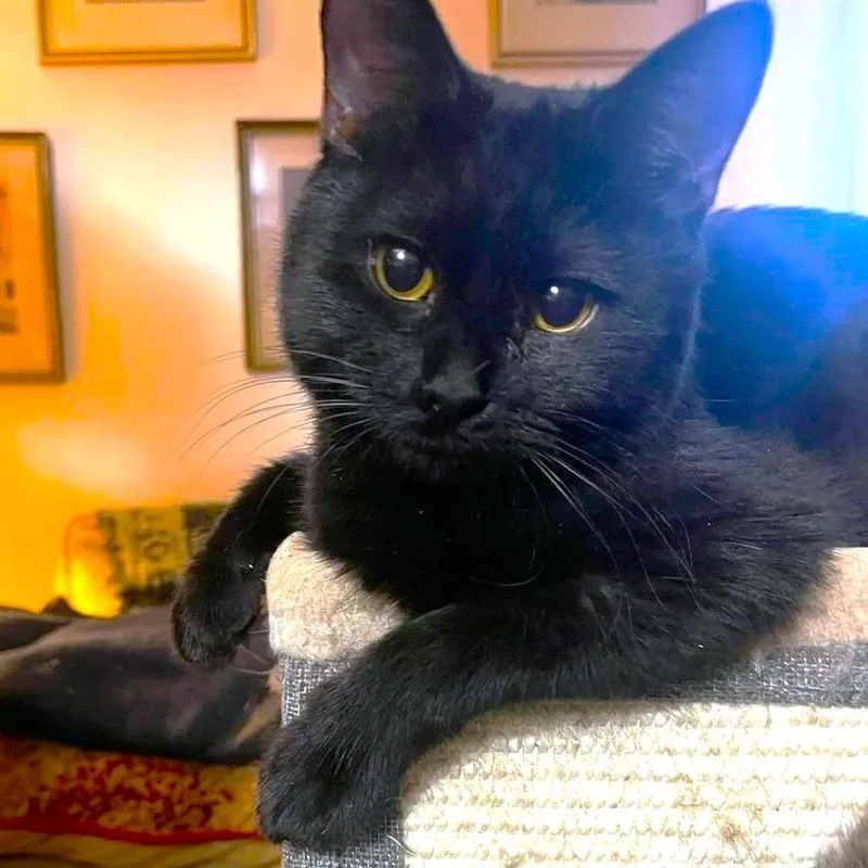 A baby medium-sized male Black Bombay cat named Sirius Black for adoption in Danbury, CT