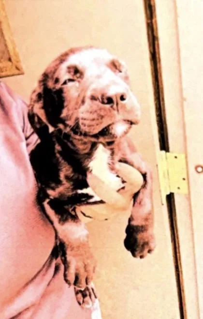 A baby small-sized male American Bulldog dog named Logan P for adoption in Daytona Beach, FL