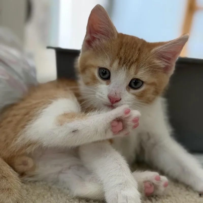 A baby small-sized male Orange / Red Domestic Short Hair cat named ManMan for adoption in York, PA