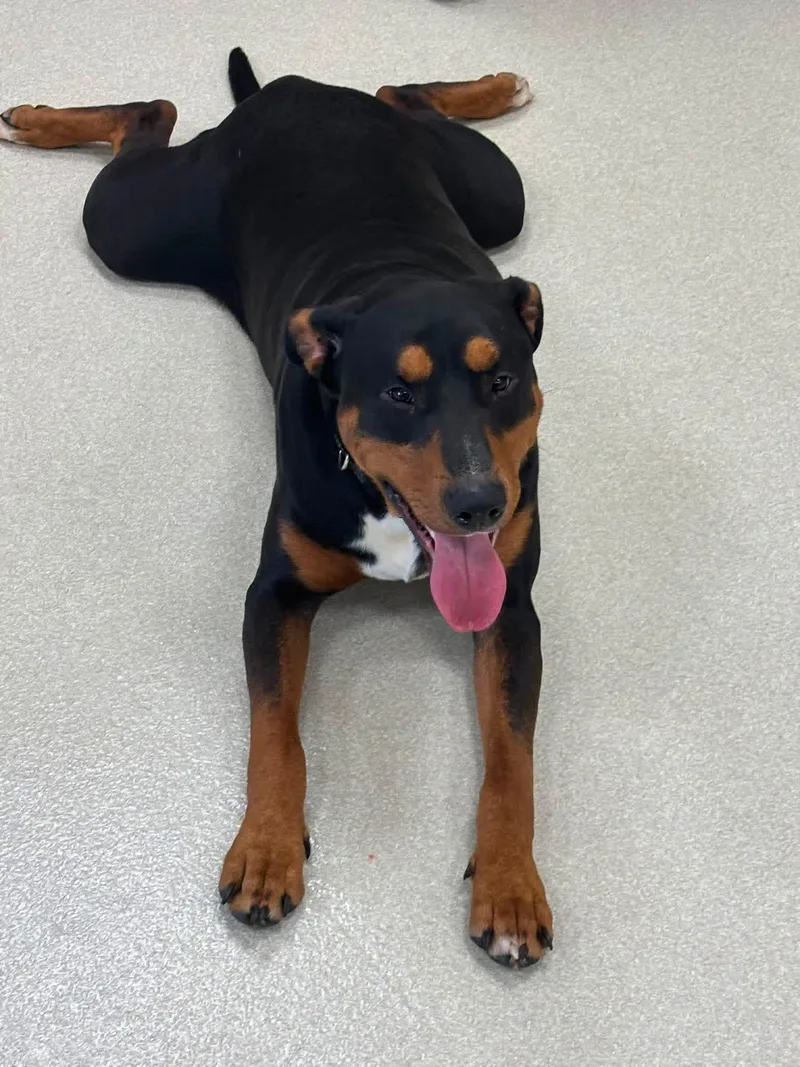 A young large-sized male Rottweiler dog named Ollie for adoption in Ashland, OH