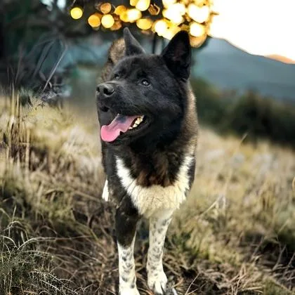 An adult extra large-sized female Akita dog named Eva for adoption in Cumberland, MD