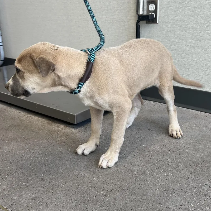 A baby medium-sized female Yellow / Tan / Blond / Fawn Mixed Breed dog named Annabeth for adoption in Las Cruces, NM