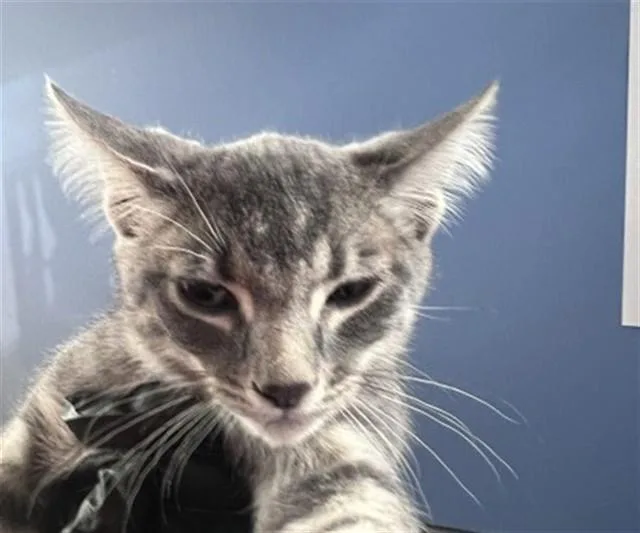 A baby small-sized male Domestic Short Hair cat named Tobias for adoption in San Bernardino, CA