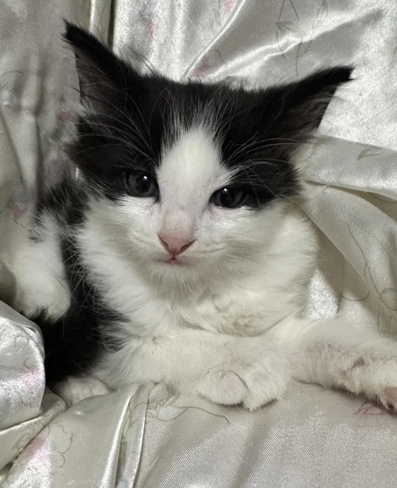 A baby medium-sized female Black Domestic Long Hair cat named Heckel for adoption in Port Washington, WI
