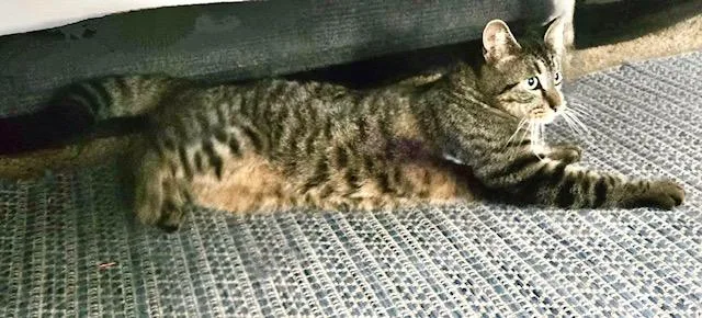 Tiggerlani thumbnail 2