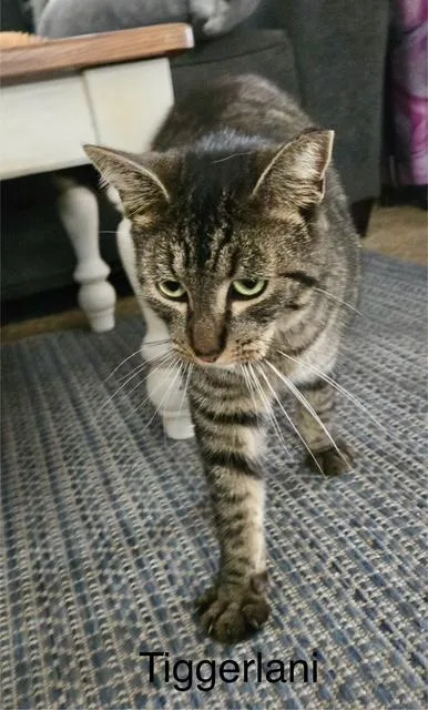 Tiggerlani thumbnail 3