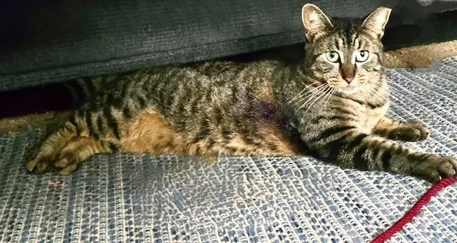 Tiggerlani thumbnail 4