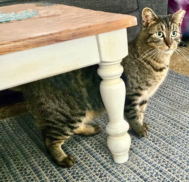 Tiggerlani thumbnail 6