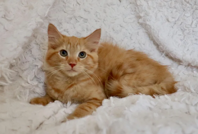 Hobbes