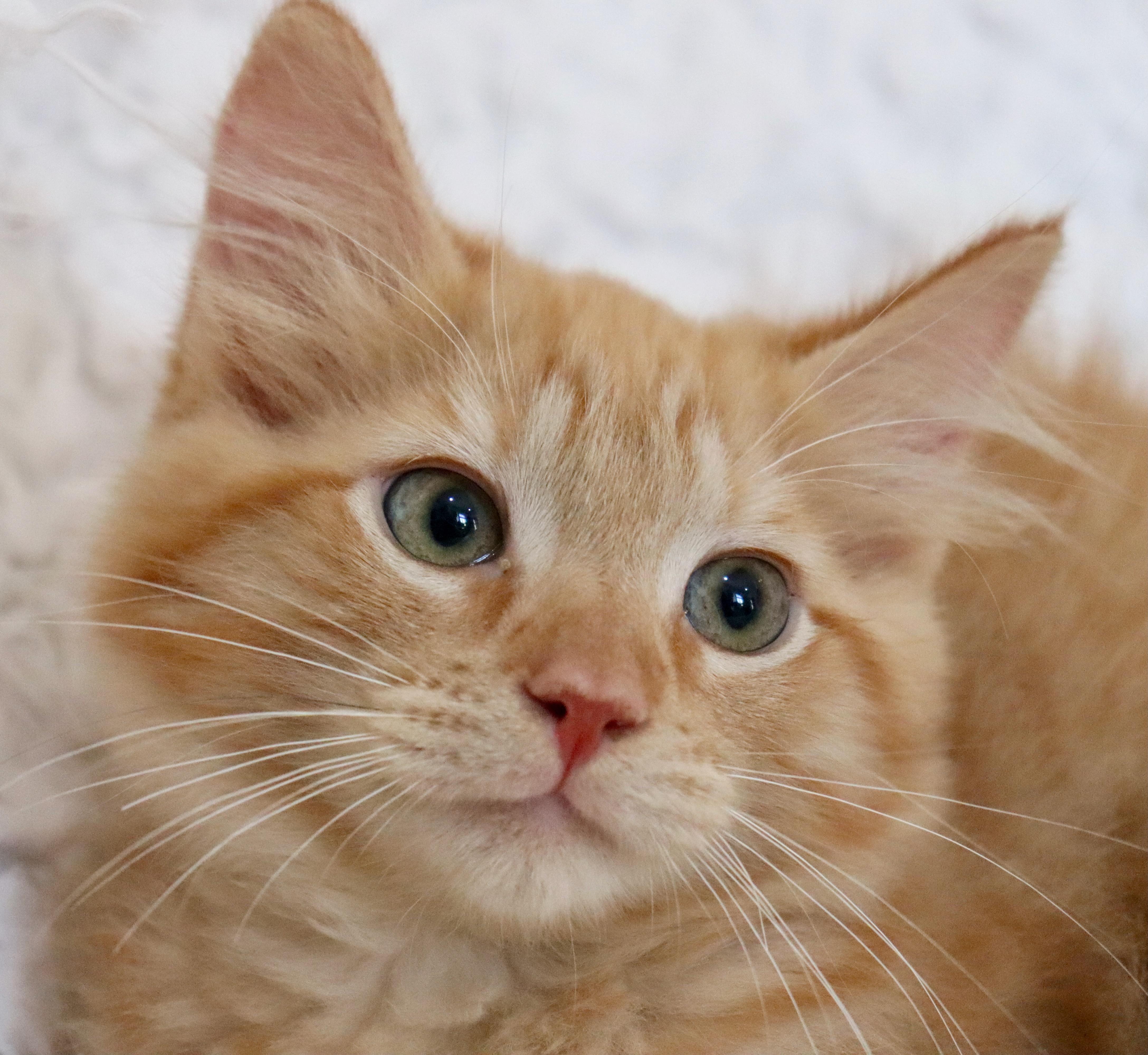 Hobbes thumbnail 4