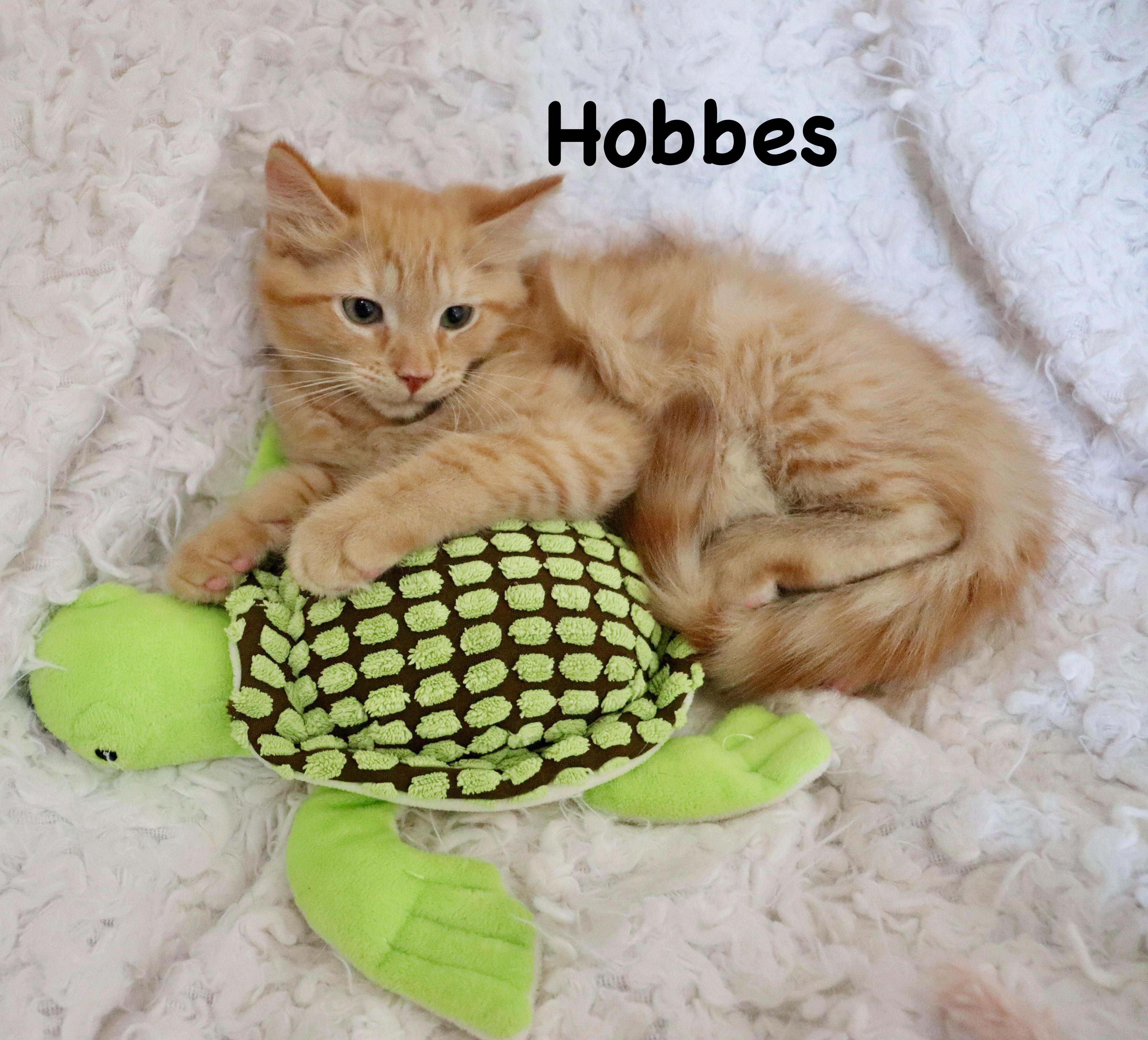 Hobbes thumbnail 6