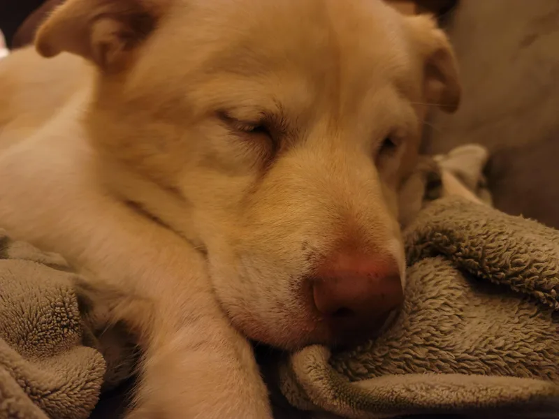 Cordi thumbnail 3