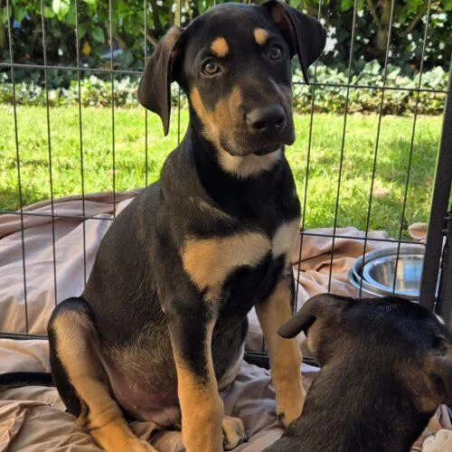 A baby small-sized male Tricolor (Brown, Black, & White) Mixed Breed dog named Kilo for adoption in San Juan Capistrano, CA