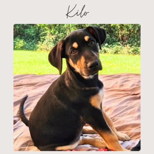 Kilo thumbnail 5