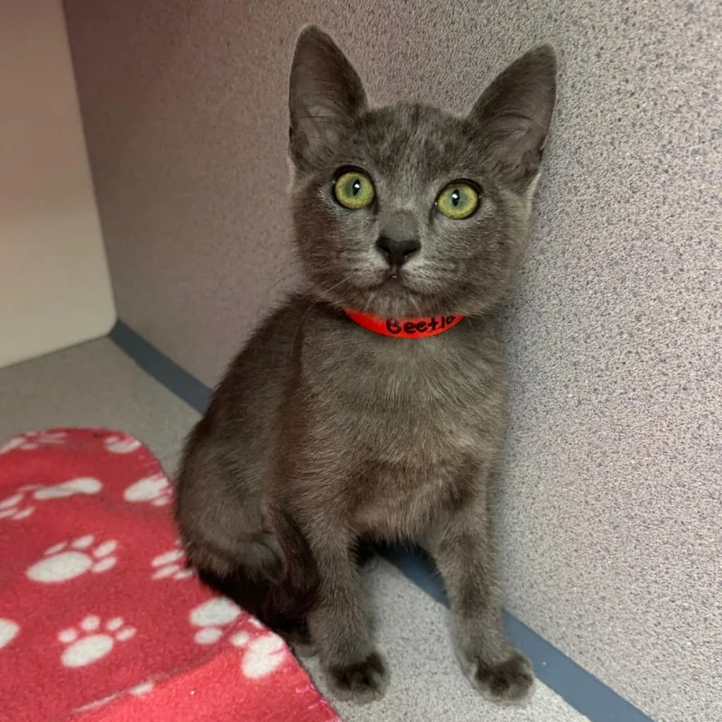 A baby small-sized female Domestic Short Hair cat named Beetle for adoption in Cambria, CA