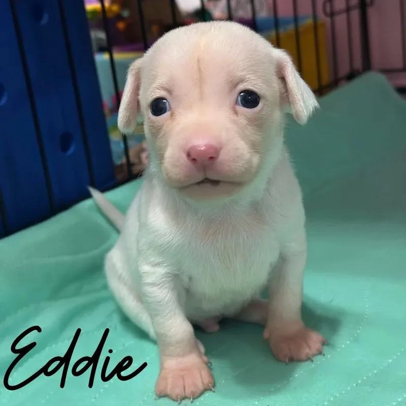 A baby small-sized male Mixed Breed dog named Eddie for adoption in Berlin, NJ