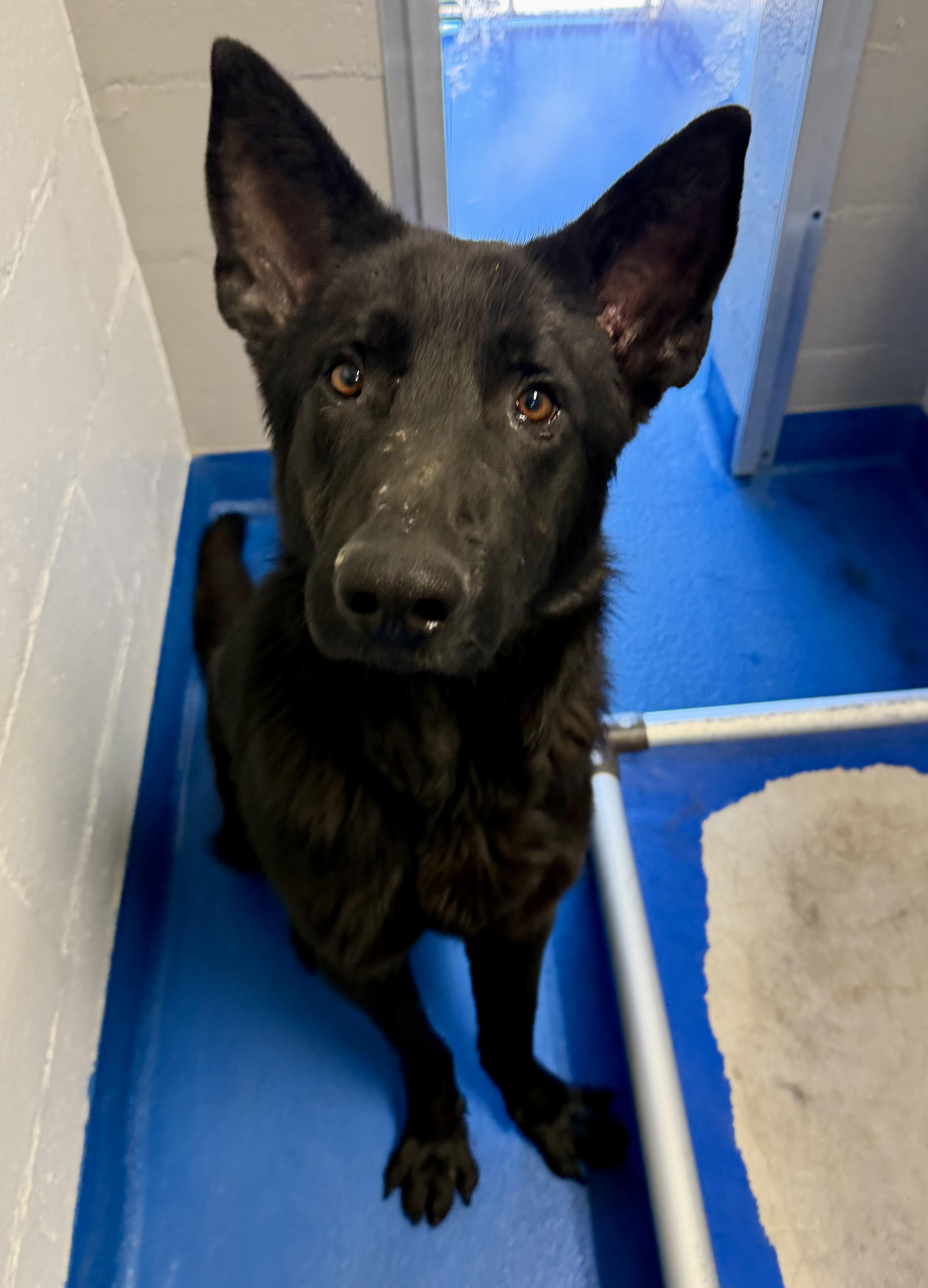An adult large-sized male Black German Shepherd Dog dog named Asher for adoption in Lancaster, SC