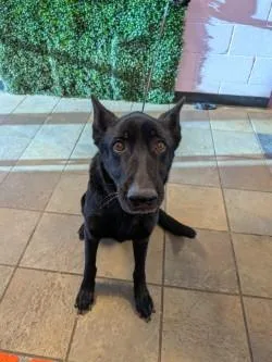 An adult large-sized female Black Mixed Breed dog named 61806499 for adoption in El Paso, TX