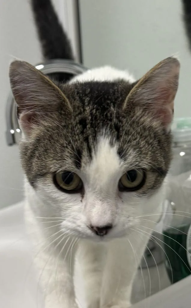 A young medium-sized male Domestic Short Hair cat named Winston for adoption in St. Cloud, MN