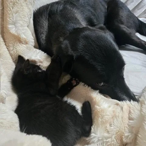 A baby small-sized male Black Domestic Short Hair cat named Blue for adoption in New Fairfield, CT