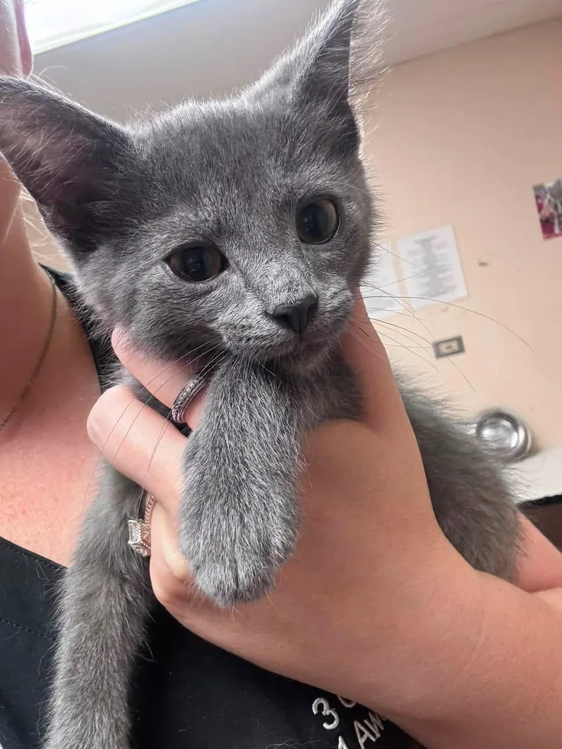 A baby medium-sized male Gray / Blue / Silver Domestic Short Hair cat named Biscuits for adoption in Steger, IL