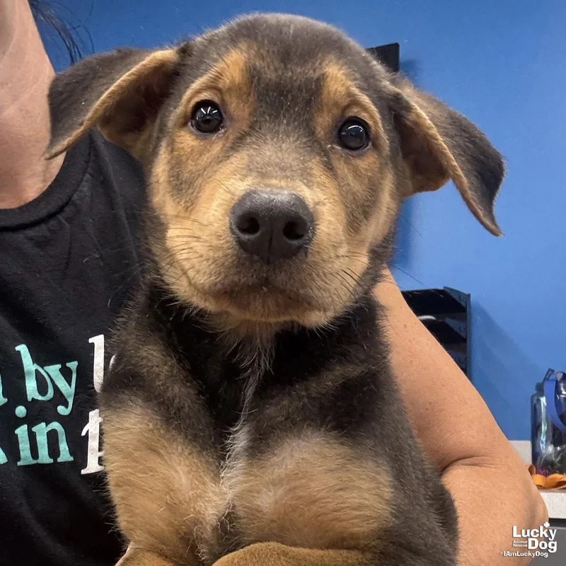 A baby large-sized male Shepherd dog named Eeyore for adoption in Washington, DC