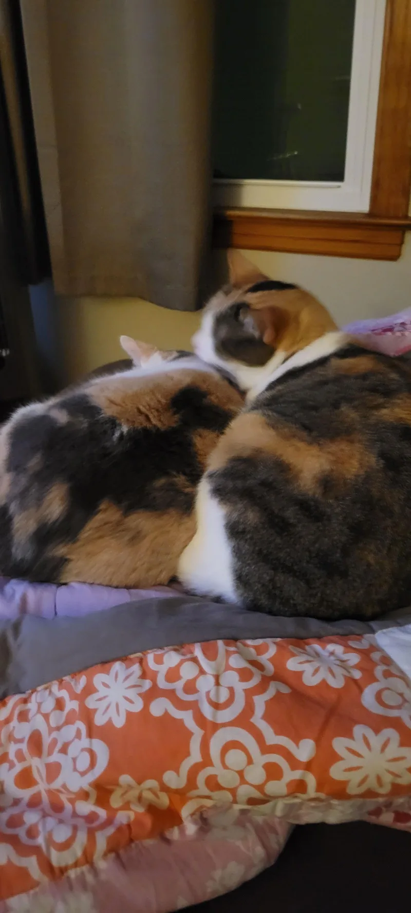 Rose & Angel thumbnail 3