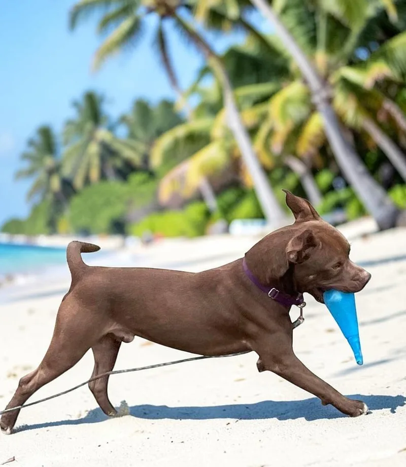 An adult medium-sized male Brown / Chocolate Pit Bull Terrier dog named Smiley for adoption in Ventura, CA